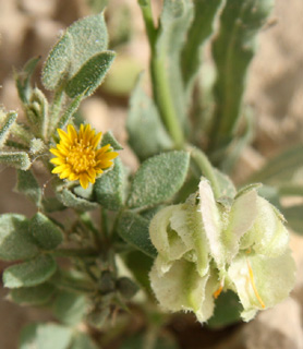 צילום: © ערגה אלוני