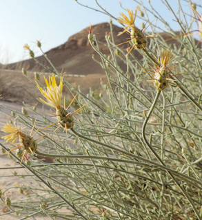 הרי אילת, 4-2014. צילום: © מורי חן