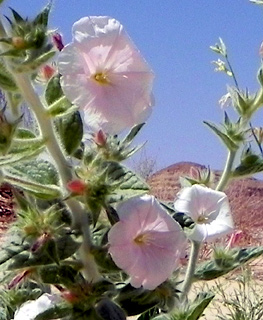 נימרה ליד אילת, 4-2010. צילום: © מורי חן