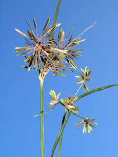 עין לבן ליד ירושלים , 8-2014. צילום: © דרור מלמד