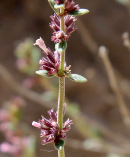 מעלה ערוד. צילום: © ערגה אלוני