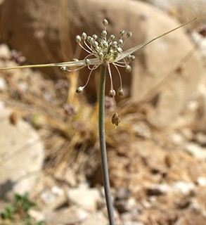 הר הנגב, 3-2015. צילום: © שרה גולד