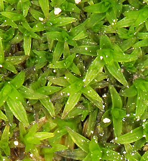 שמורת ואדי מלחה, ליד קיבוץ נערן, 2-2021. צילום: © דרור מלמד