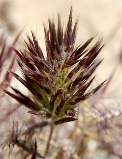 מעלה ערוד, 3-2010. צילום: © ערגה אלוני