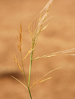 נחל סכר, נגב, 8-2011. צילום: © אלי ליבנה