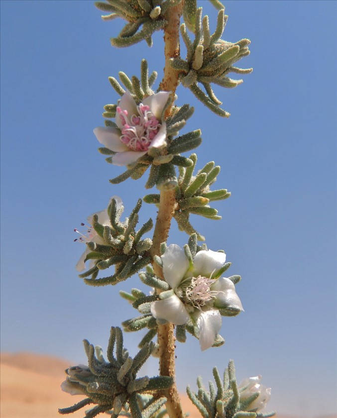 בהגדלה. צילום: מורי חן