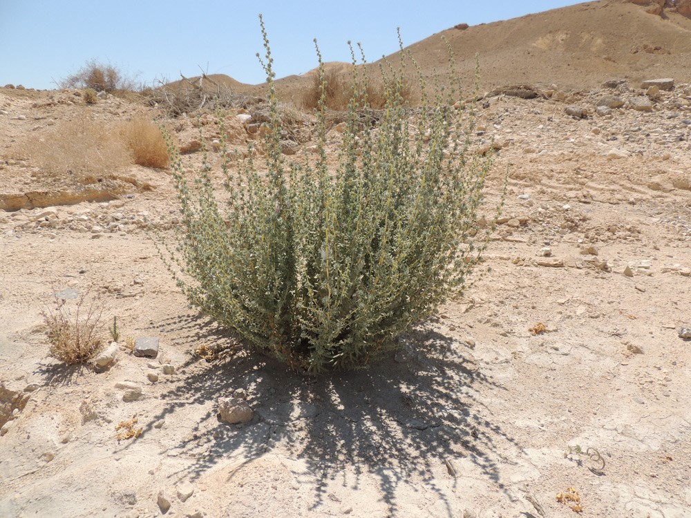 אשליל הנגב בנוף שמורת פורה. צילום: מורי חן
