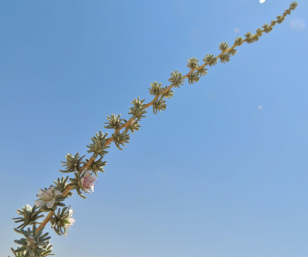 עמוד פריחה. צילום: מורי חן