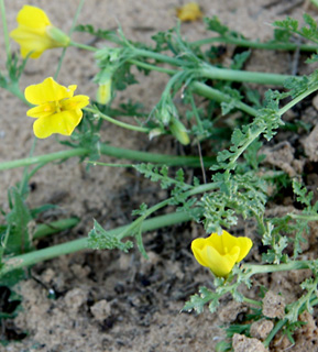 נגב, 4-2010. צילום: © ערגה אלוני