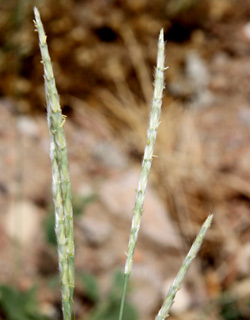 מכתש רמון, 4-2010. צילום: © ערגה אלוני