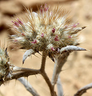 נחל ערוד, 5-2019. צילום: © איתן שפירא