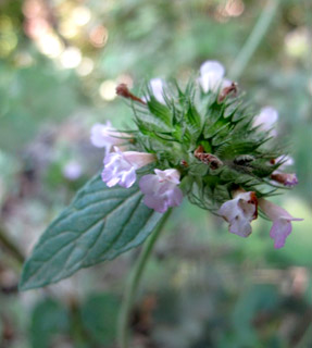 יער אודם, 5-5-10. צילום: © עירית צוק קובצ'י 