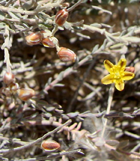 מכתש רמון, 4-10. צילום: © ערגה אלוני