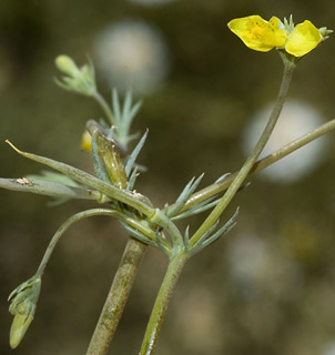 הר הנגב, 13-4-10. צילום: © יהודה מרטה