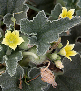 שפלה, אוגוסט, צילום: © שרה גולד