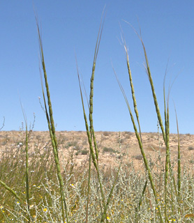 נחל ניצנה עליון, 5-5-10. צילום: © עוז גולן