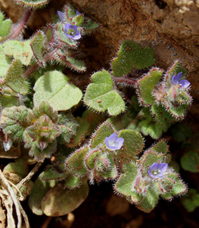 מצפה שלגים חרמון, 4-2016. צילום: © איתן שפירא