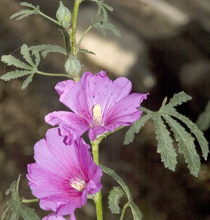 בגן של אילן טל כפר יהשע, 8-5-10. צילום: © יהודה מרטה