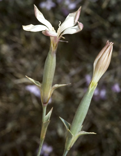 הר הנגב, 13-4-10. צילום: © יהודה מרטה