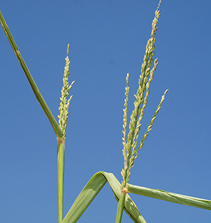 סמוך לקיבוץ נאות מרדכי, 8-2015. צילום: © דרור מלמד