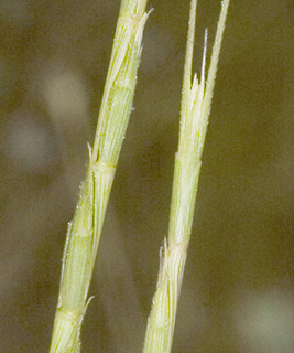 יער אחיהוד, 19-5-10. צילום: © יהודה מרטה