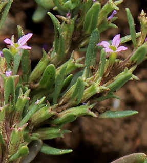 רמת דלתון , 5-2018. צילום: © איתן שפירא