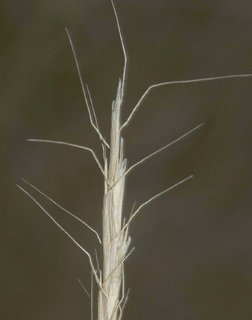 גולן, 6-10. צילום: © יהודה מרטה