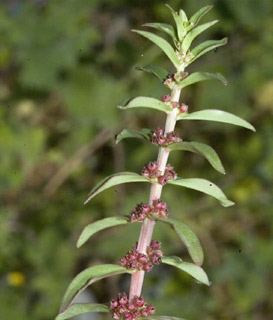 חוף המזרחי של הכנרת, 21-9-07. צילום: © יהודה מרטה