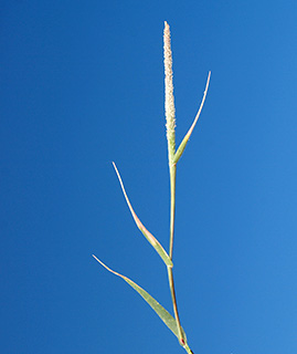 ליד מושב הבונים חוף הכרמל , 5-2015. צילום: © דרור מלמד