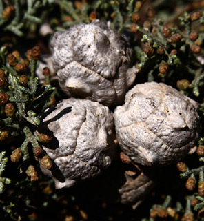 יער בן שמן, 12-2010.צילום: © שרה גולד