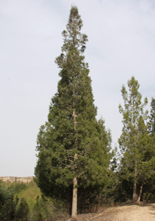 יער בן שמן, 12-2010. צילום: © שרה גולד