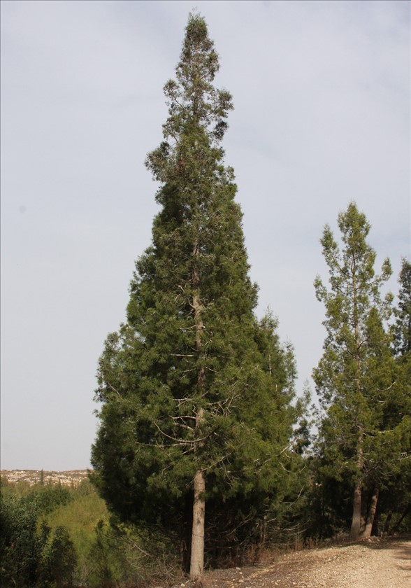 העץ בנוף היער. צילום: שרה גולד