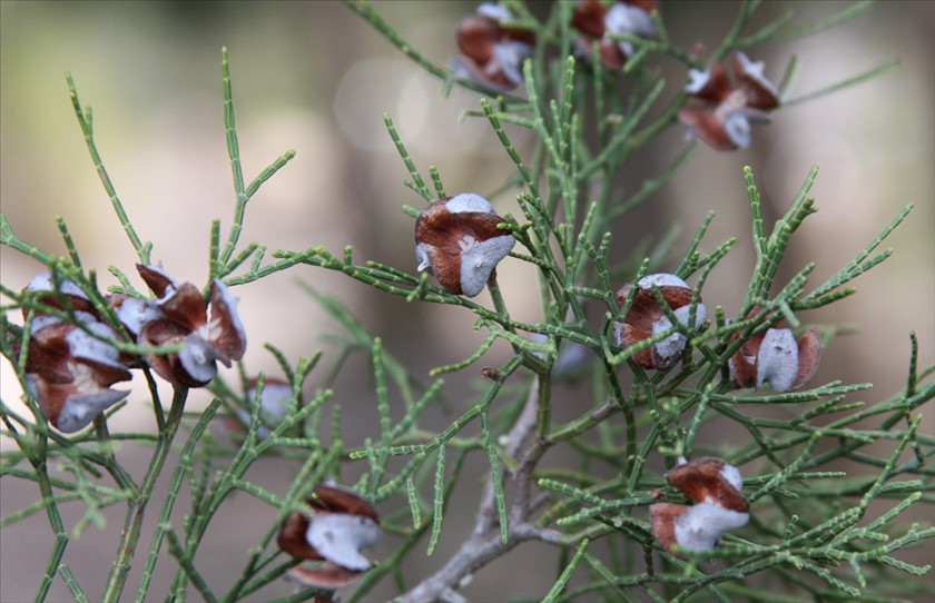 איצטרובלים נפתחים לארבעה קשקשים. צילום: שרה גולד
