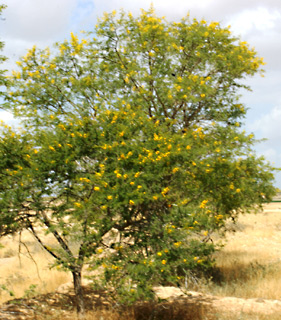 7-2009, צילום: © פבלו צ'רקסקי 