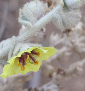 מעיינות פצאל, 12-2010. צילום: © עירית צוק קובצ'י 