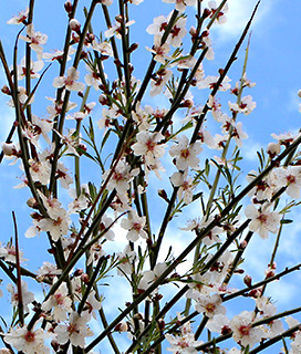 נחל מכמש, 27-2-2015. צילום: © איתן שפירא