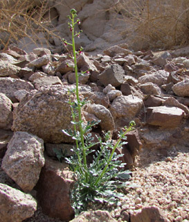 נחל רודד, 1-2011. צילום: © מורי חן