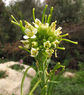 גן ארץ ישראלי בנתיב הלה, 6-3-2011. צילום: © יעקב גרזון