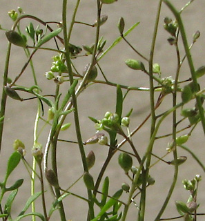 בריכת דגים של טירת צבי, 2-2011, צילום: © איתן שפירא