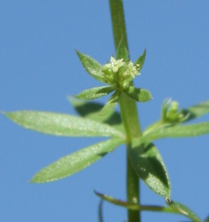 שרון, 3-2011. צילום: © ערגה אלוני