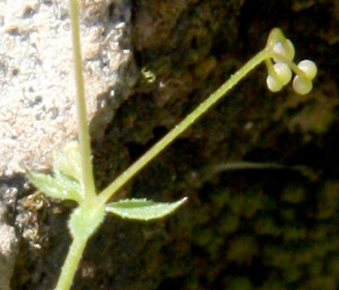 גני הנדיב, 27-3-2011. צילום: © ערגה אלוני