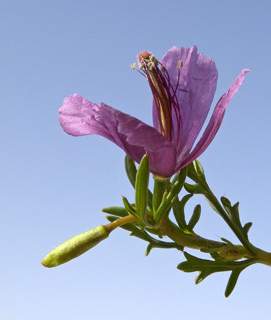 רכס מעון, 25-4-09. צילום: © עוז גולן