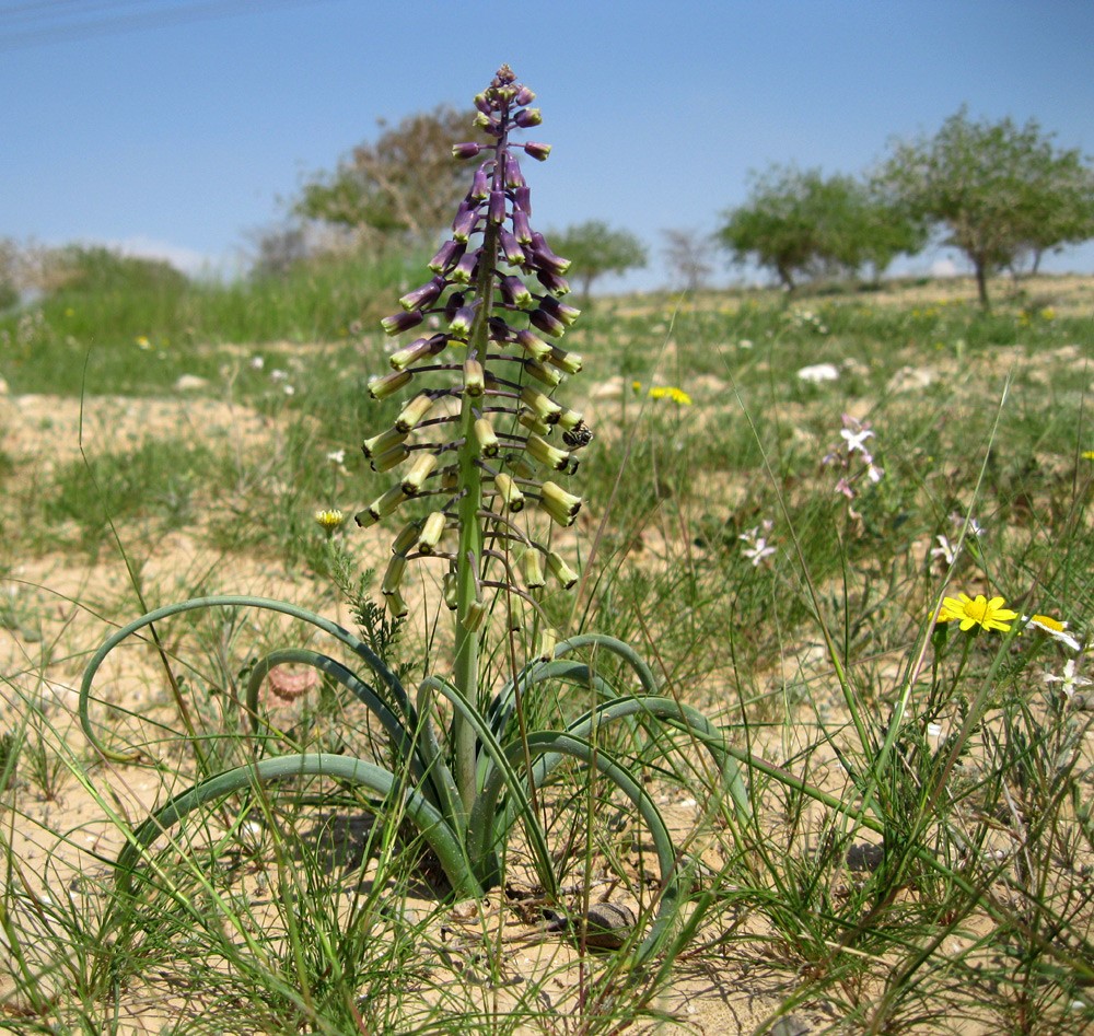 פורח בנוף הנגב. צילום: אורון יעקב