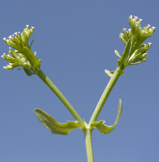 הר קטע, 7-4-2011. צילום: © שרה גולד