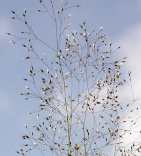 חורשת הסרג'נטים נתניה, 4-2011. צילום: © ערגה אלוני