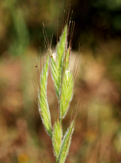 תל גודד, ליד בית גוברין, 15-4-2011. צילום: © דרור מלמד