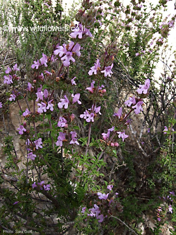 מראה כללי. צילום: שרה גולד
