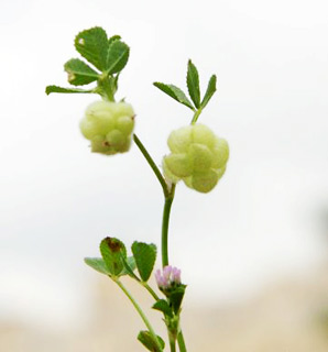  יער מיר ירושלים, 3-2011. צילום: © ערגה אלוני