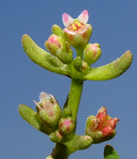 צורימן - רמת הגולן, 4-2016. צילום: © דרור מלמד