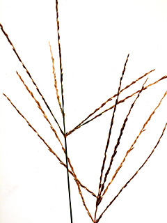 קיבוץ געש, 9-2014. צילום: © דרור מלמד